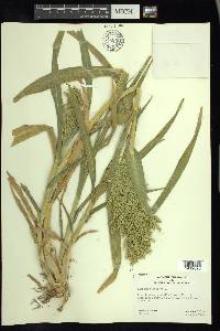 Panicum miliaceum image