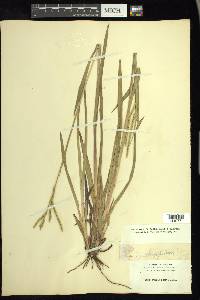 Paspalum longipilum image