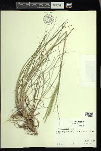 Paspalum notatum image