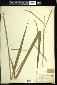 Paspalum floridanum image