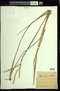 Paspalum laeve image