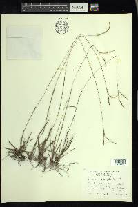 Paspalum saugetii image