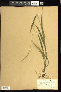 Paspalum setaceum var. ciliatifolium image