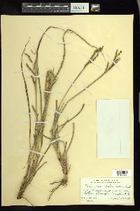 Paspalum plicatulum image