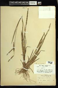 Paspalum boscianum image