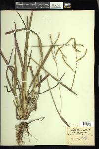 Paspalum laeve image