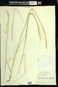 Pascopyrum smithii image