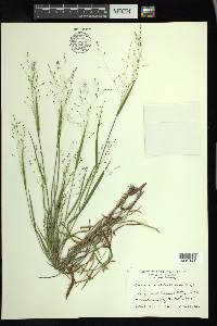 Kellochloa verrucosa image