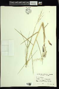 Panicum repens image