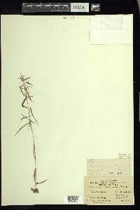 Kellochloa verrucosa image