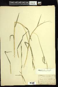 Paspalum distichum image