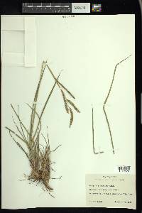 Paspalum plicatulum image