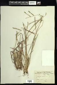 Paspalum laeve image