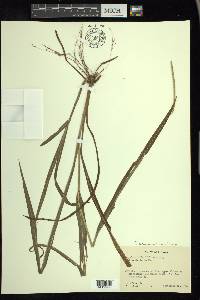 Paspalum setaceum var. ciliatifolium image