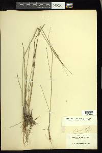 Panicum tenerum image