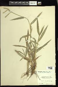 Paspalum pubiflorum image