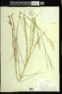 Panicum repens image