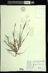 Panicum philadelphicum image