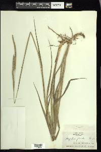 Paspalum floridanum image