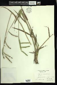 Paspalum dilatatum image