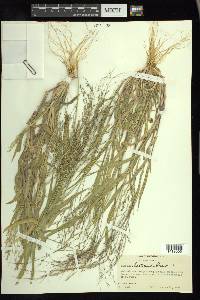 Panicum hirticaule image