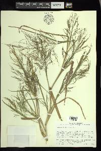 Panicum tuckermanii image