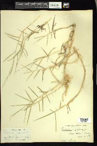 Panicum repens image