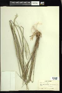 Panicum tenerum image