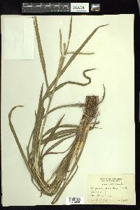 Paspalum laeve image