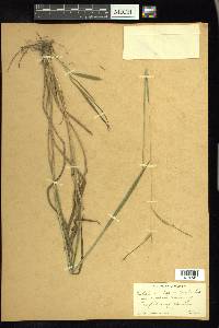 Paspalum laeve image