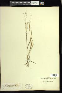 Kellochloa verrucosa image