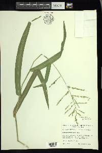 Phanopyrum gymnocarpon image