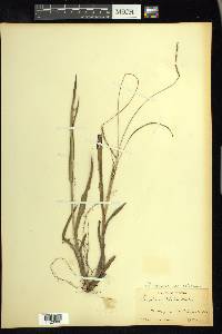 Paspalum setaceum var. setaceum image