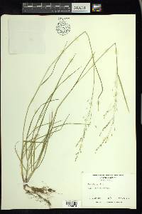 Poa alsodes image