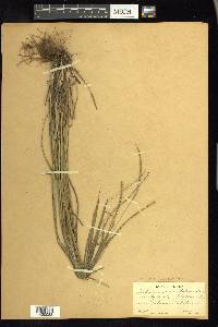 Paspalum setaceum var. rigidifolium image