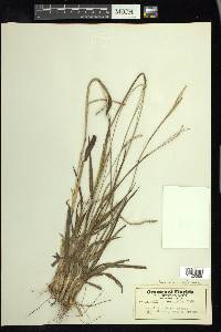 Paspalum setaceum var. setaceum image