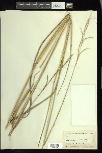 Paspalum urvillei image