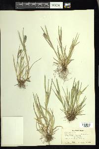 Phleum alpinum image