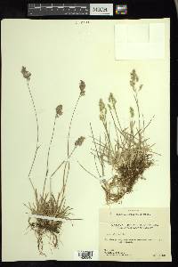 Poa alpina image