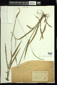 Paspalum setaceum var. muhlenbergii image