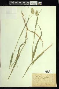 Phalaris canariensis image