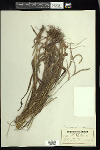 Paspalum setaceum var. supinum image