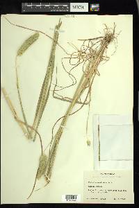 Phalaris caroliniana image