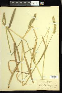 Phalaris lemmonii image