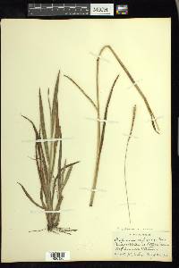 Paspalum setaceum var. supinum image