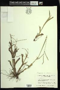 Paspalum setaceum var. setaceum image