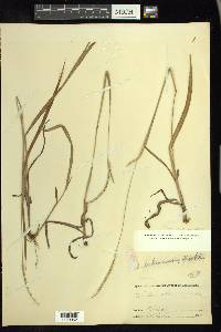 Paspalum setaceum var. muhlenbergii image