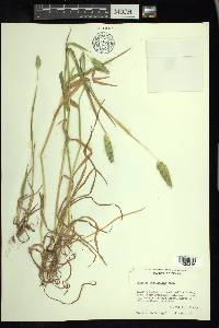 Phalaris caroliniana image