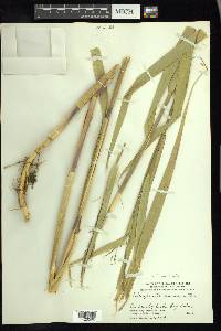 Phragmites australis image