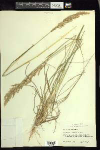 Poa arachnifera image